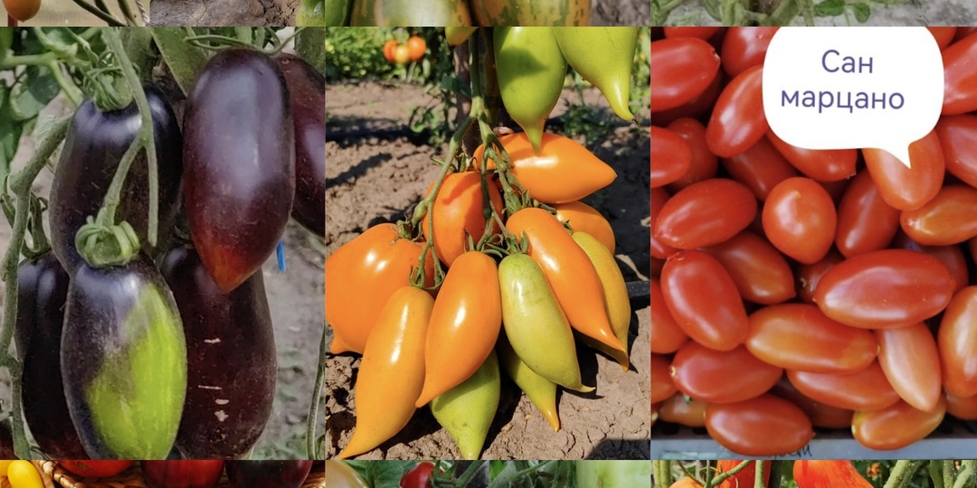 Набор семян томатов "Для консервации"