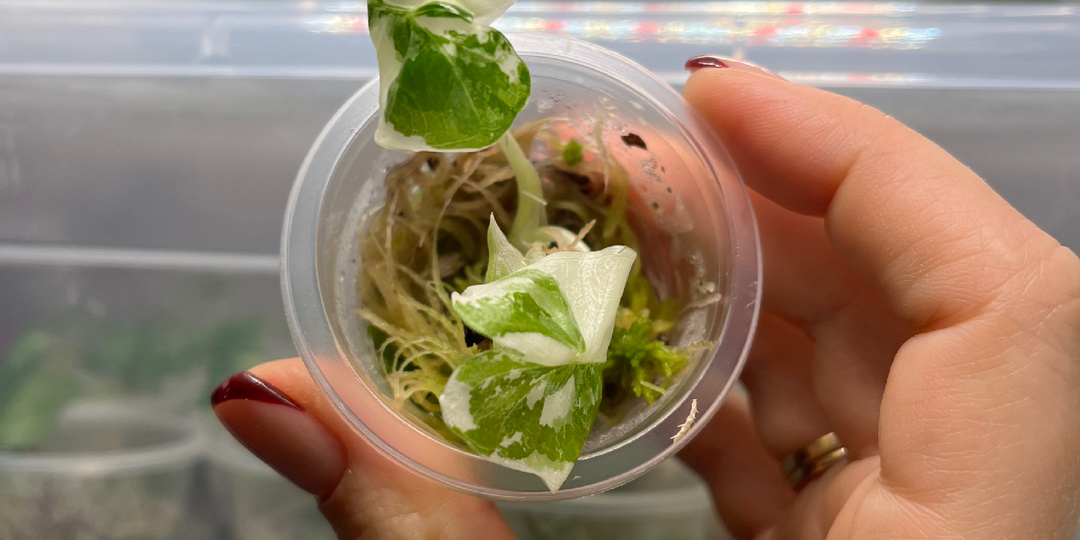 Растения из пробирки дома: что такое микроклоны и стоит ли их бояться