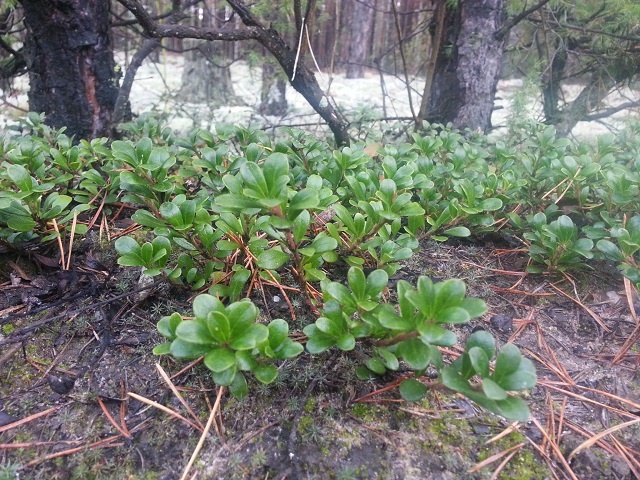 Толокнянка (медвежье ушко)