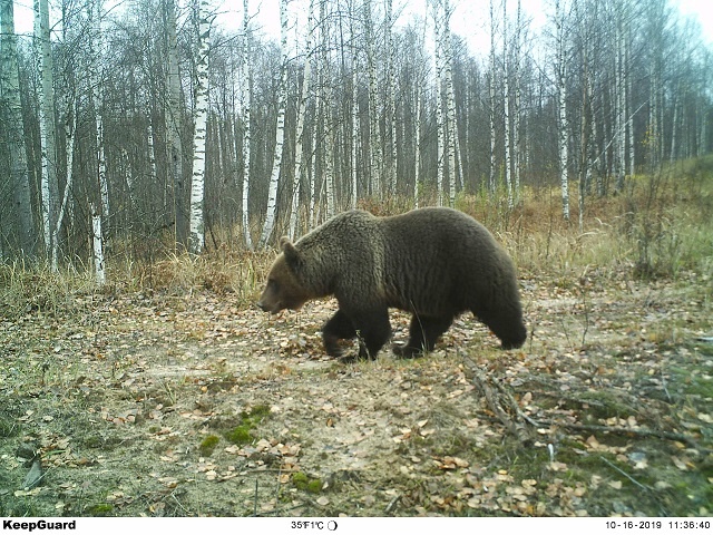 Бурый медведь в Керженско заповеднике