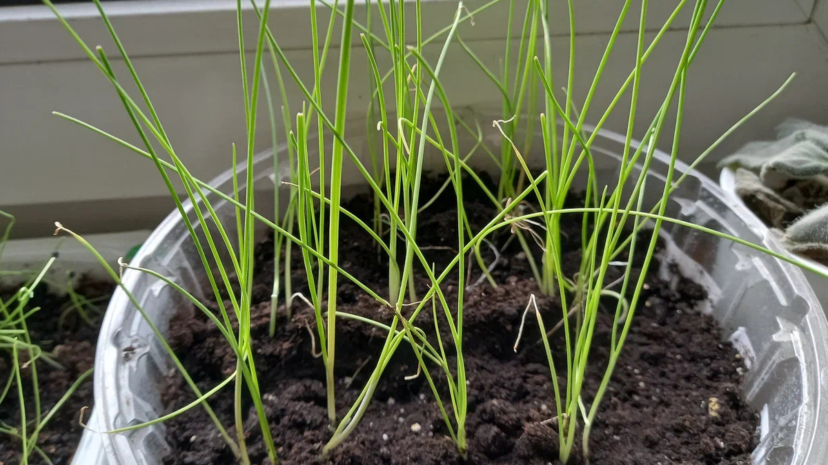 Долгие годы считал, что земля - единственный способ получить нормальную зелень дома.