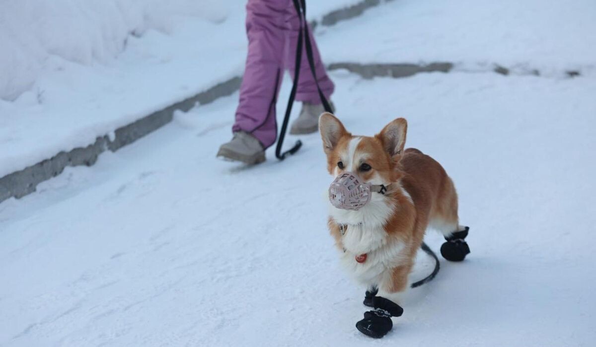     Собака на прогулке. Источник: gornovosti.ru Автор фото: Михаил Шуклин