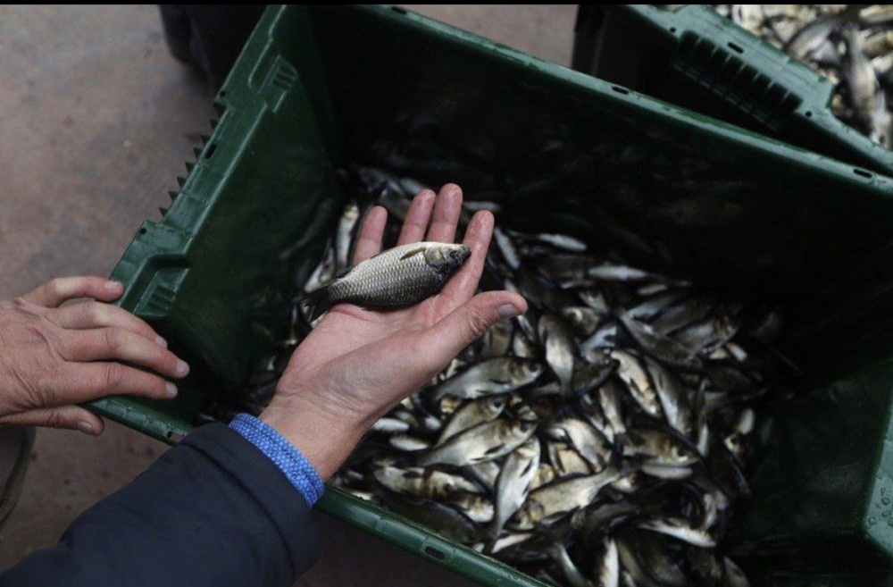    Свыше 300 тыс. мальков выпустили в водоемы Оренбургской области
