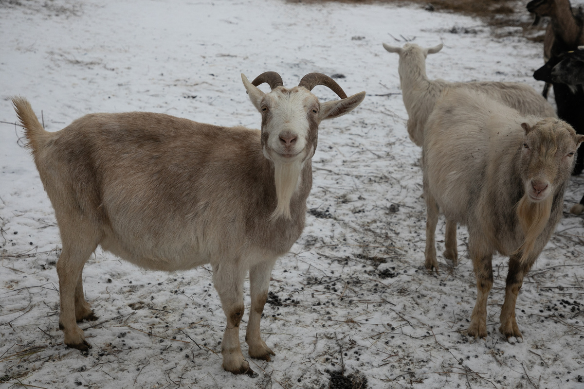 Козы очень любопытные: бесстрашно подходят к незнакомцам и ждут угощения
Фото Сергея КУЛИКОВА