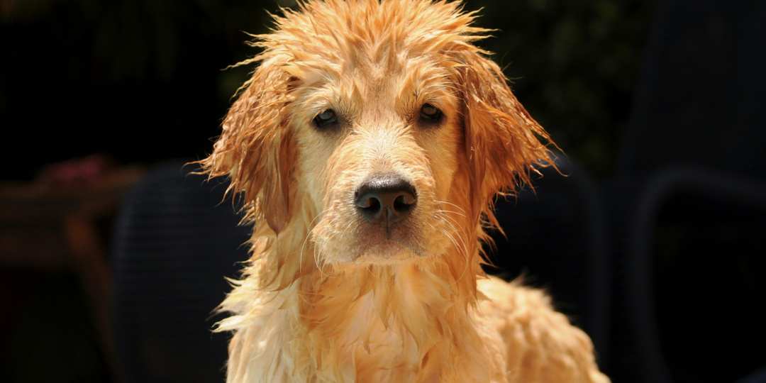 Про бактерии, мытьё и «запах псины»