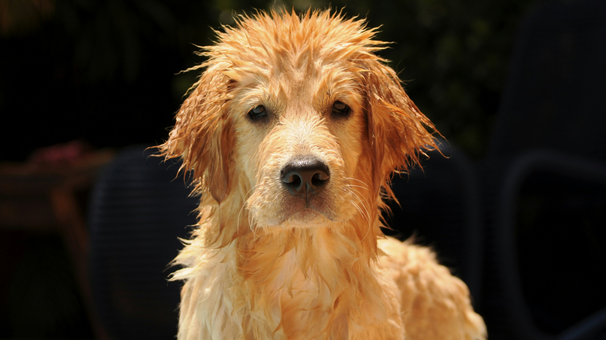 Не нравится «запах псины»? Зря. На самом деле это запах здоровой собаки. Фото Linoleum Creative Collective/Unsplash