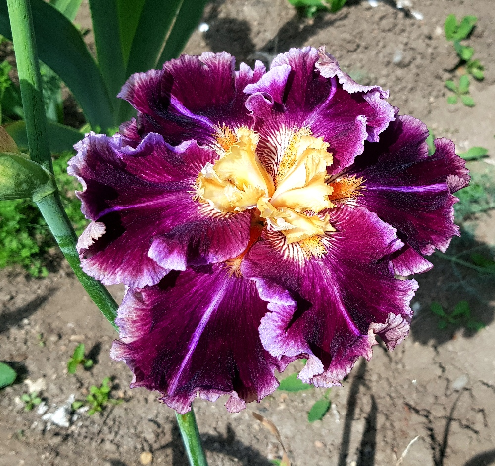 Ирис Фиаско.