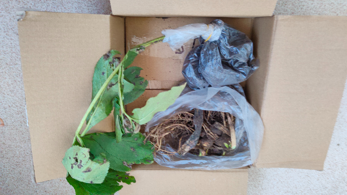 Ещё одна посылка из Краснодара.