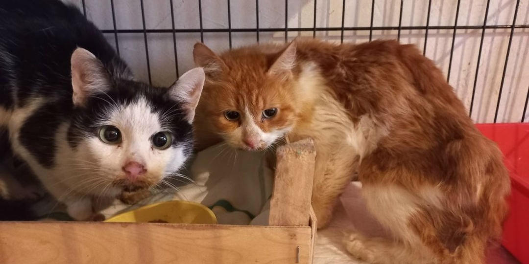 Воронежские коты впали в депрессию после жизни с трупом