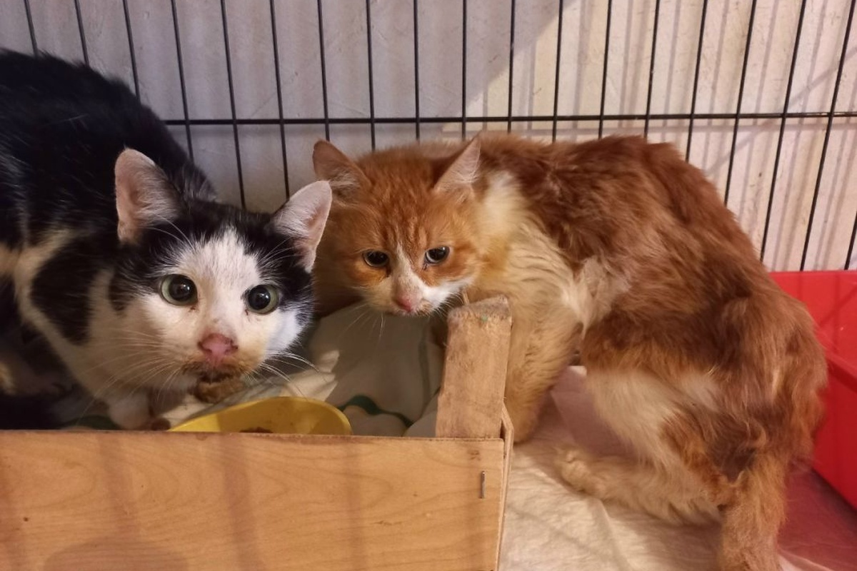    Фото: сообщество ВК «Кошки Ксюшки. Дом особенных кошек»