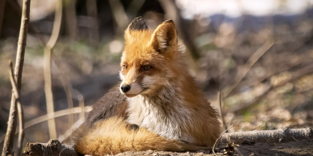 В Москве начинается брачный период у лисиц