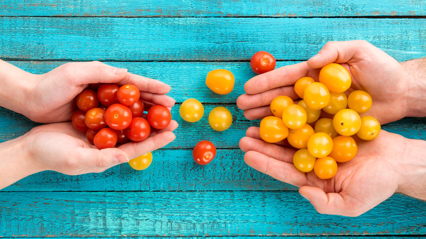 Желтые черри радуют урожаем до самых холодов