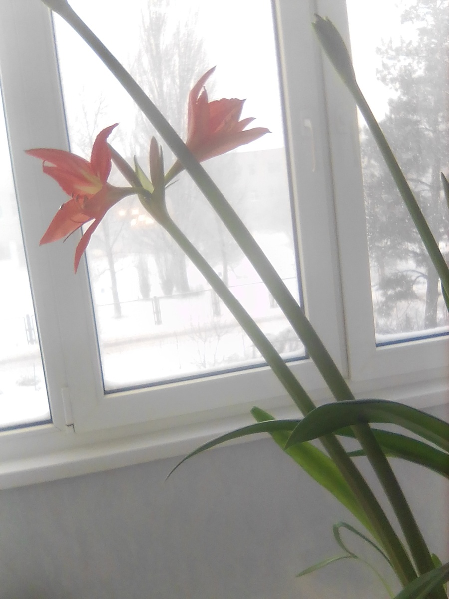 Это полянка, на которой чумились мальчишки