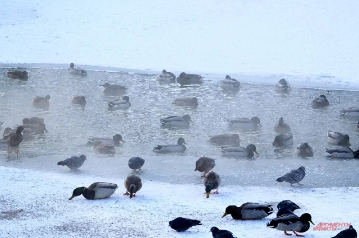    Синоптик Тишковец: минувшая ночь стала самой морозной в Москве