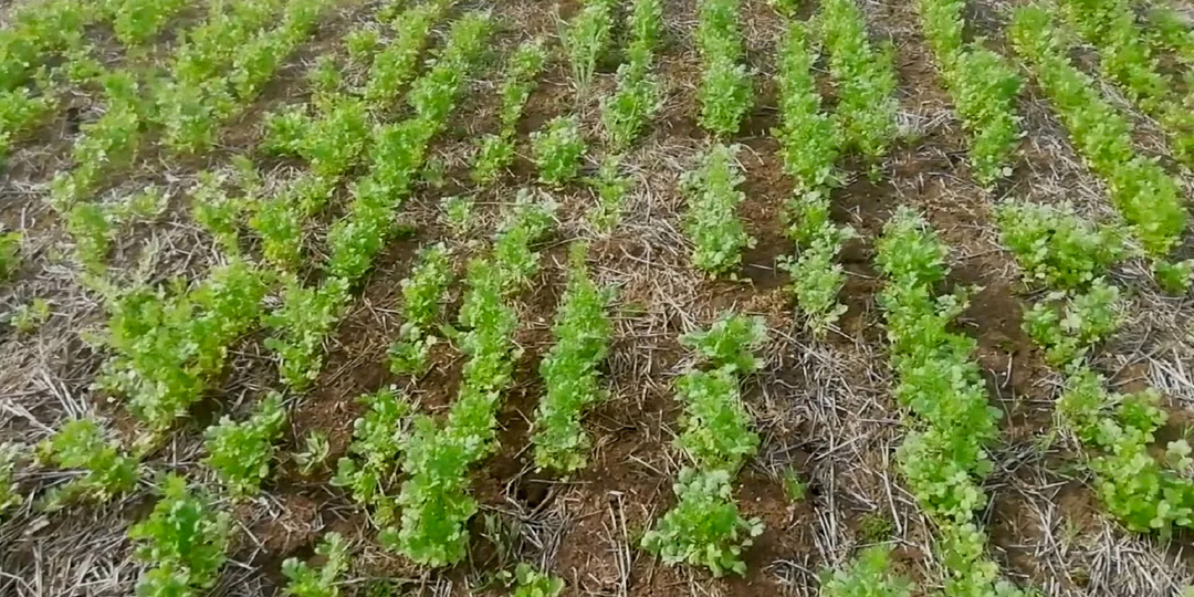 Кориандр - яровой или зимующий?