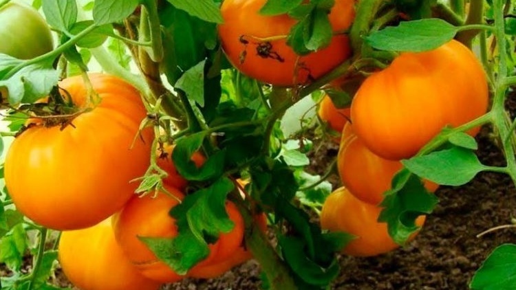 Медовый спас превзошел все ожидания по размеру