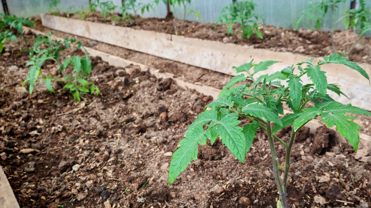 Так выглядели мои подопытные 