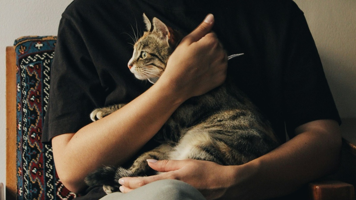    Кошки, конечно, очень гибкие существа, но все же стоит проявлять осторожность, беря их на руки