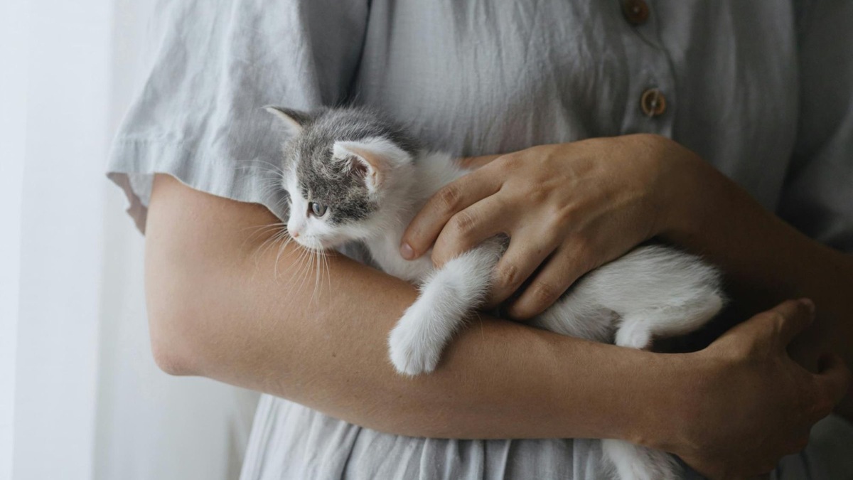    Котята более хрупкие, чем взрослые кошки, их рефлексы еще не так хорошо развиты