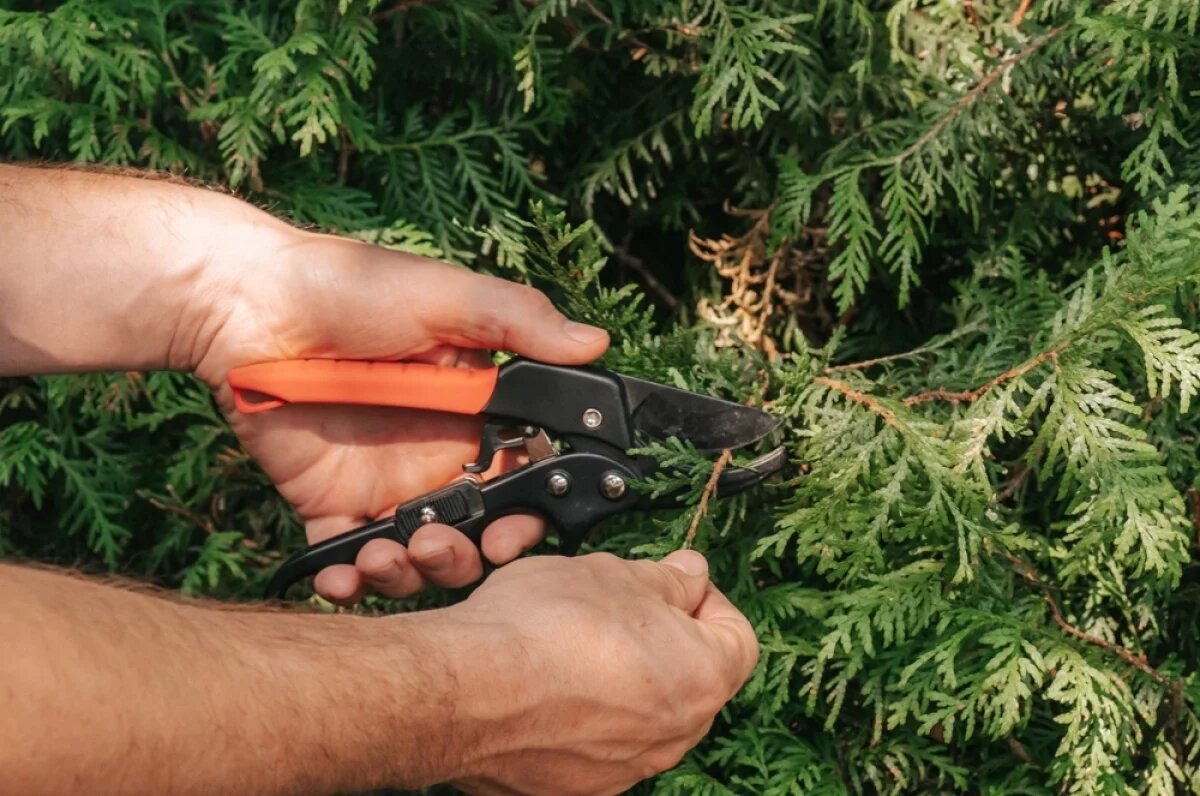    Хвойные породы можно вырастить самостоятельно.