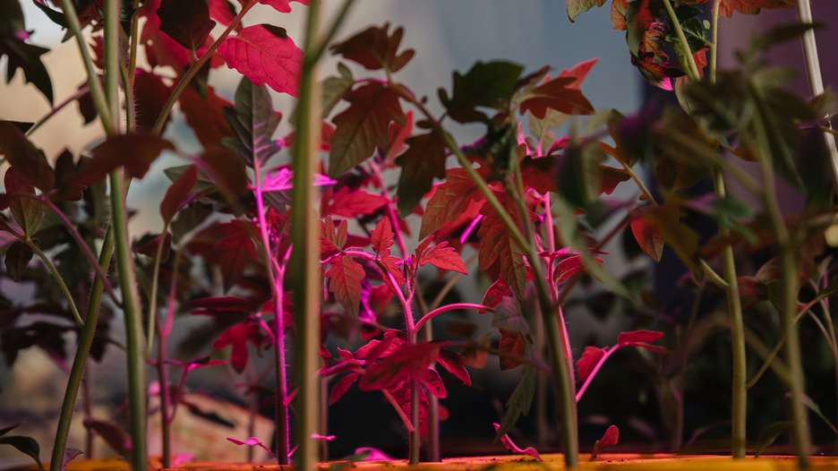 Эксперимент в действии - одинаковые условия, разное освещение