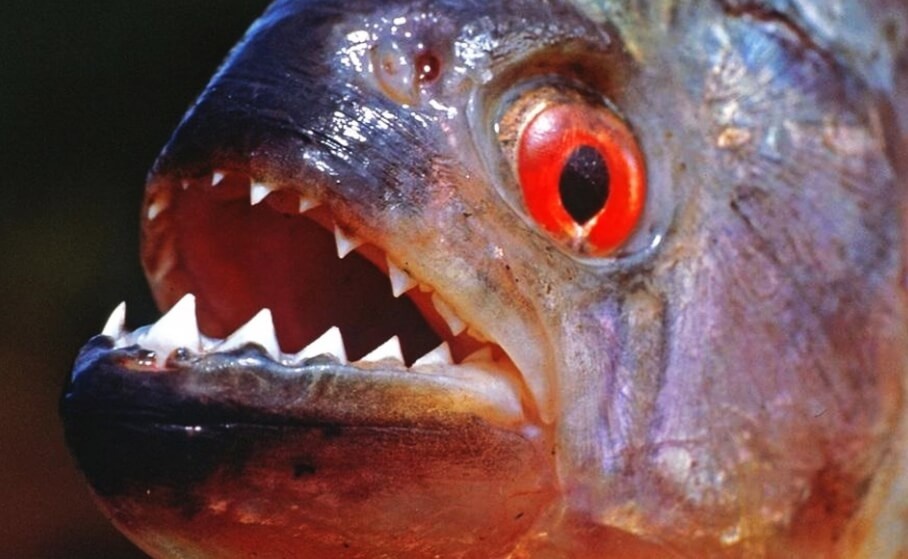 Та самая улыбка, которой пугают детей и зрителей кинотеатров.