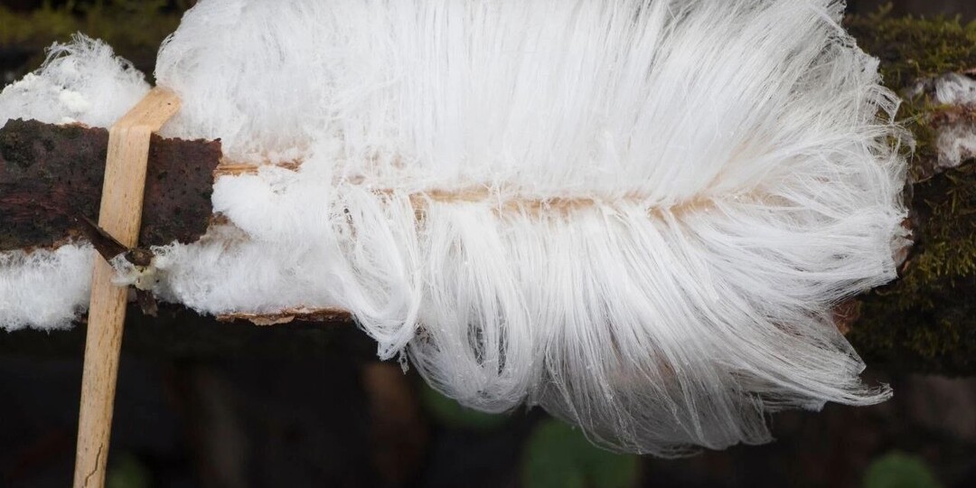 Волосатый лёд обнаружили в Башкирии