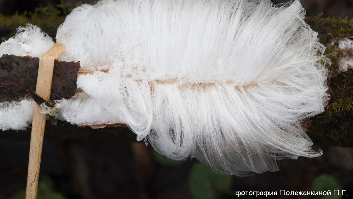     Автор: Полежанкина П.Г. Источник: https://t.me/geopark_yangantau