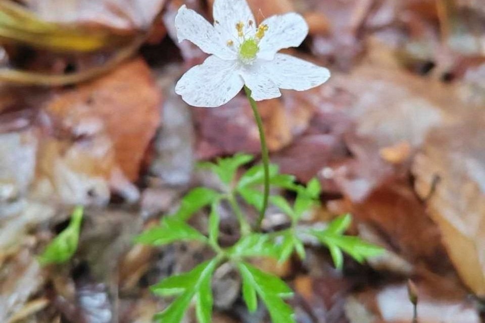   В Беловежской пуще распустились первоцветы. Фото: npbp.by