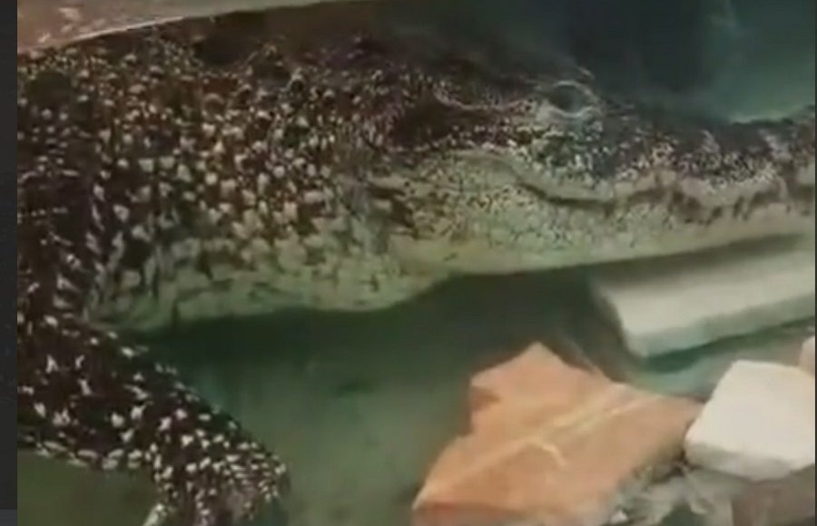    Скриншот видео Фонда "Компас"