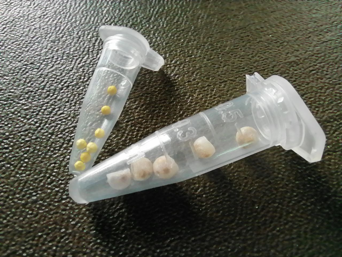 Слева семена в гранулах, а справа -  в мультигранулах, фото автора