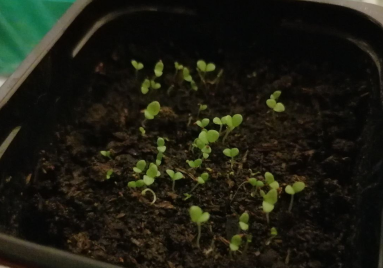 Всходы простых петуний, семена россыпью, фото автора