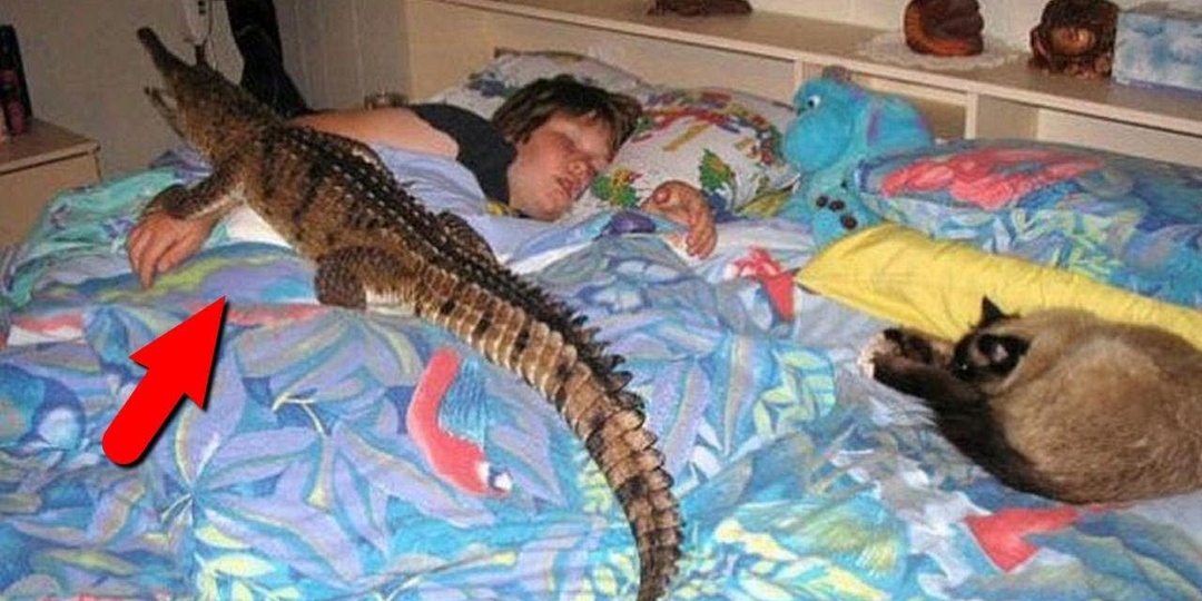 Самые необычные домашние животные. И зачем люди их заводят!?