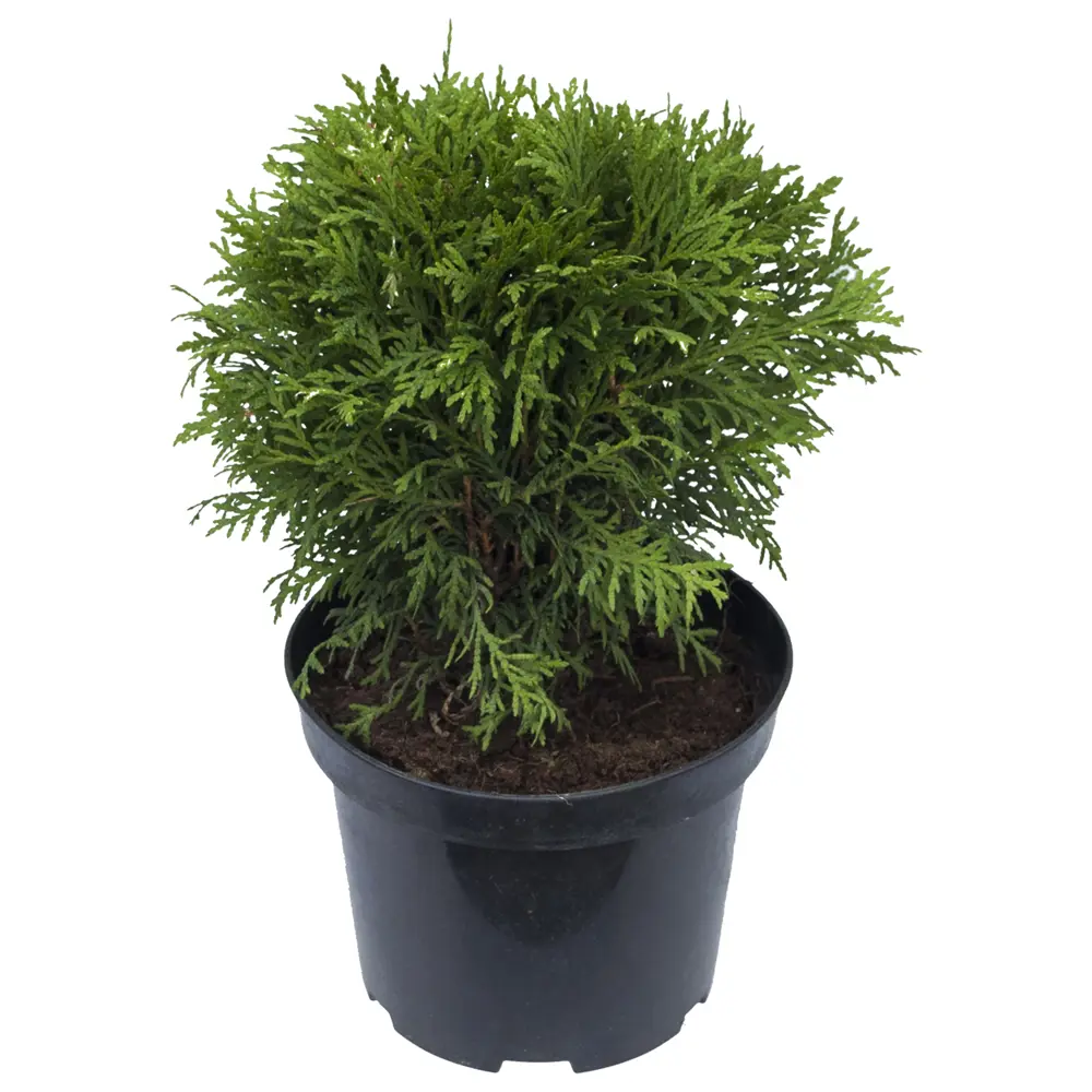 Вот таку малышку я купила в "ОБИ"