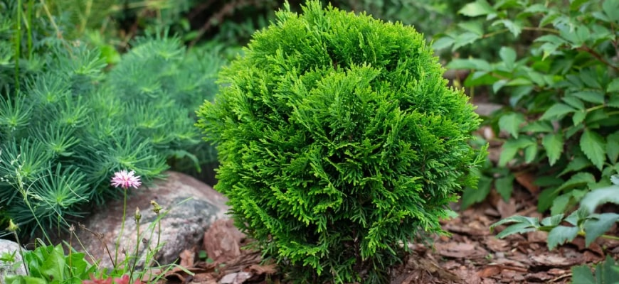 ТУЯ ДАНИКА РАСТЕТ.