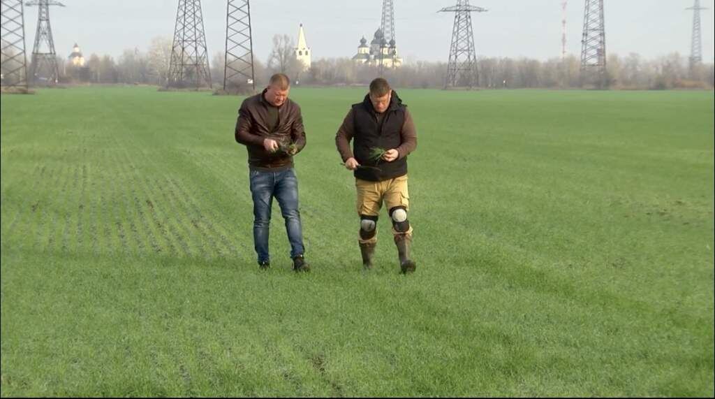    Фото: ФГБУ Россельхозцентр Веселовские вести