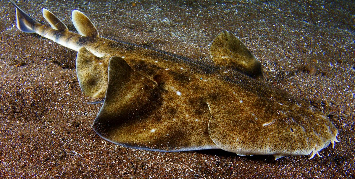 Морской ангел.