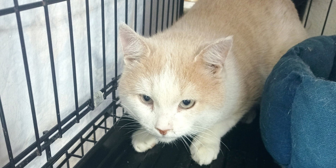 «Бабушку в дом престарелых, кота - на улицу»: Персик два месяца ждал хозяйку у дома