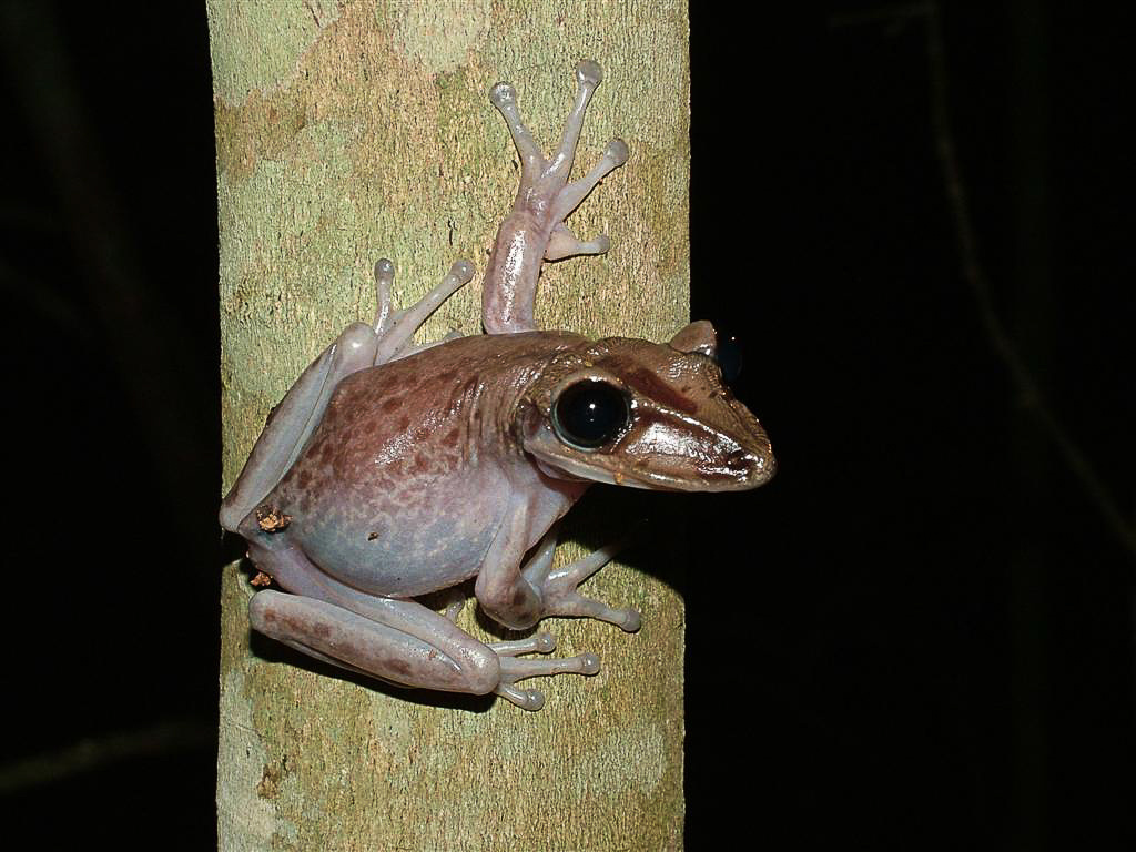 Взгляд, от которого мурашки по коже: этот «шлем» — не просто украшение.