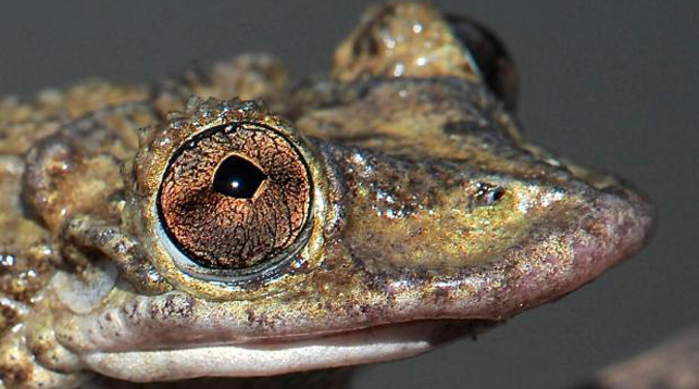 Изящная, но опасная: за скромным окрасом скрывается мощная защита.