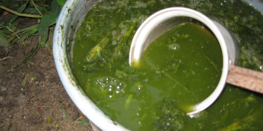 Травяной настой — «зелёное золото» для роста