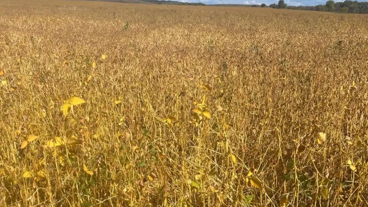 Фото:Управление Россельхознадзора по Оренбургской области
Фермер привлечен к ответственности за допущение нарушения нормы расхода пестицидов при выращивании сои