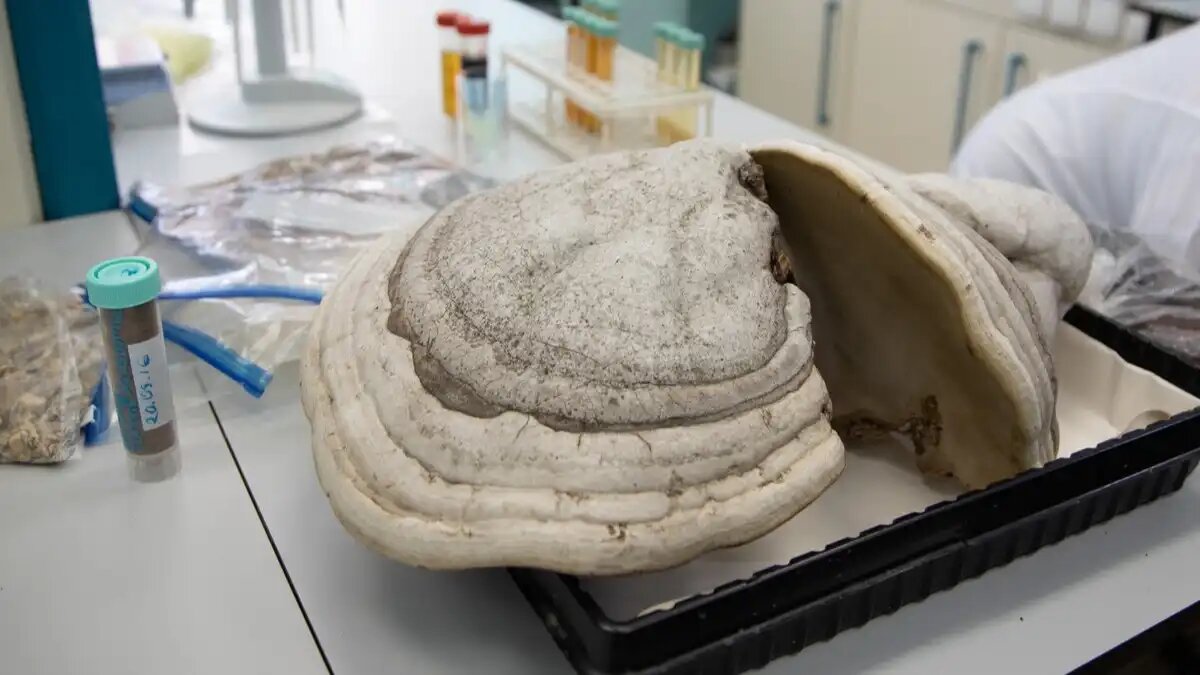 Фото:пресс-служба УрФУ
Грибной стимулятор роста поможет повысить урожайность сельхозкультур без вреда окружающей среде