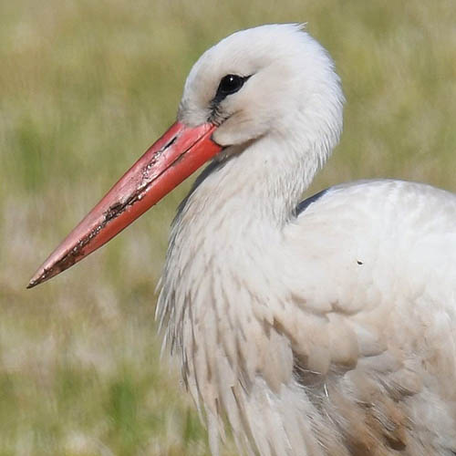 В этих глазах — мудрость веков и дикая природа, которую нельзя приручить до конца.