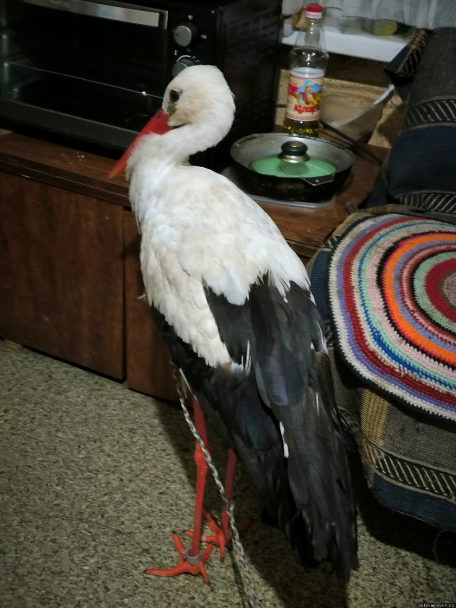 Они попадают к людям не от хорошей жизни. 