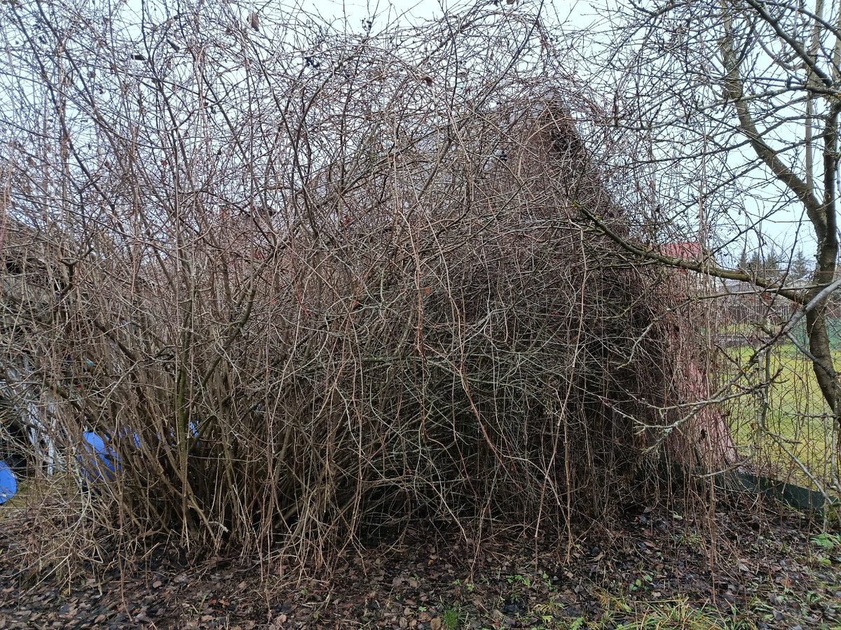 кусты черноплодной рябины плотно оплетенные девичьим виноградом