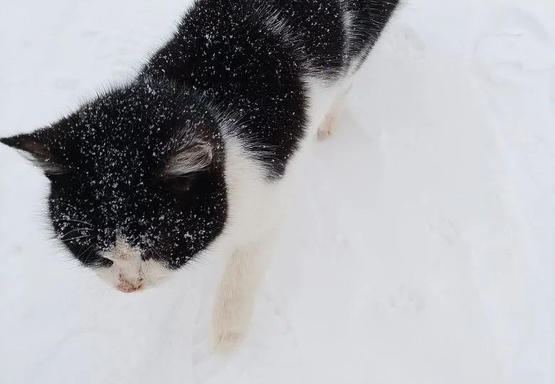 Бездомные кошки – укор хозяевам!