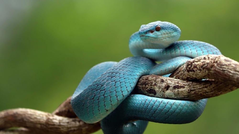     Фото: Lauren Suryanata/Shutterstock/FOTODOM