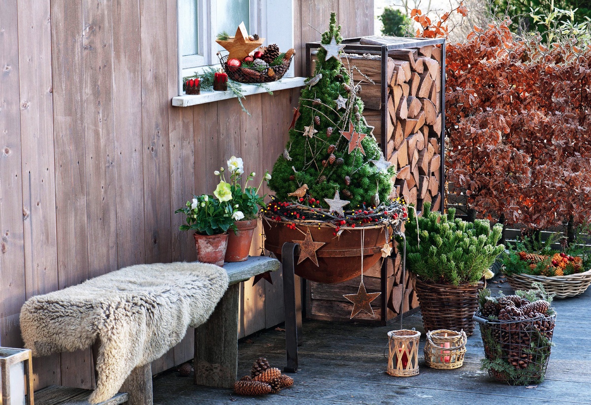    Ель 'Conica' в праздничном наряде