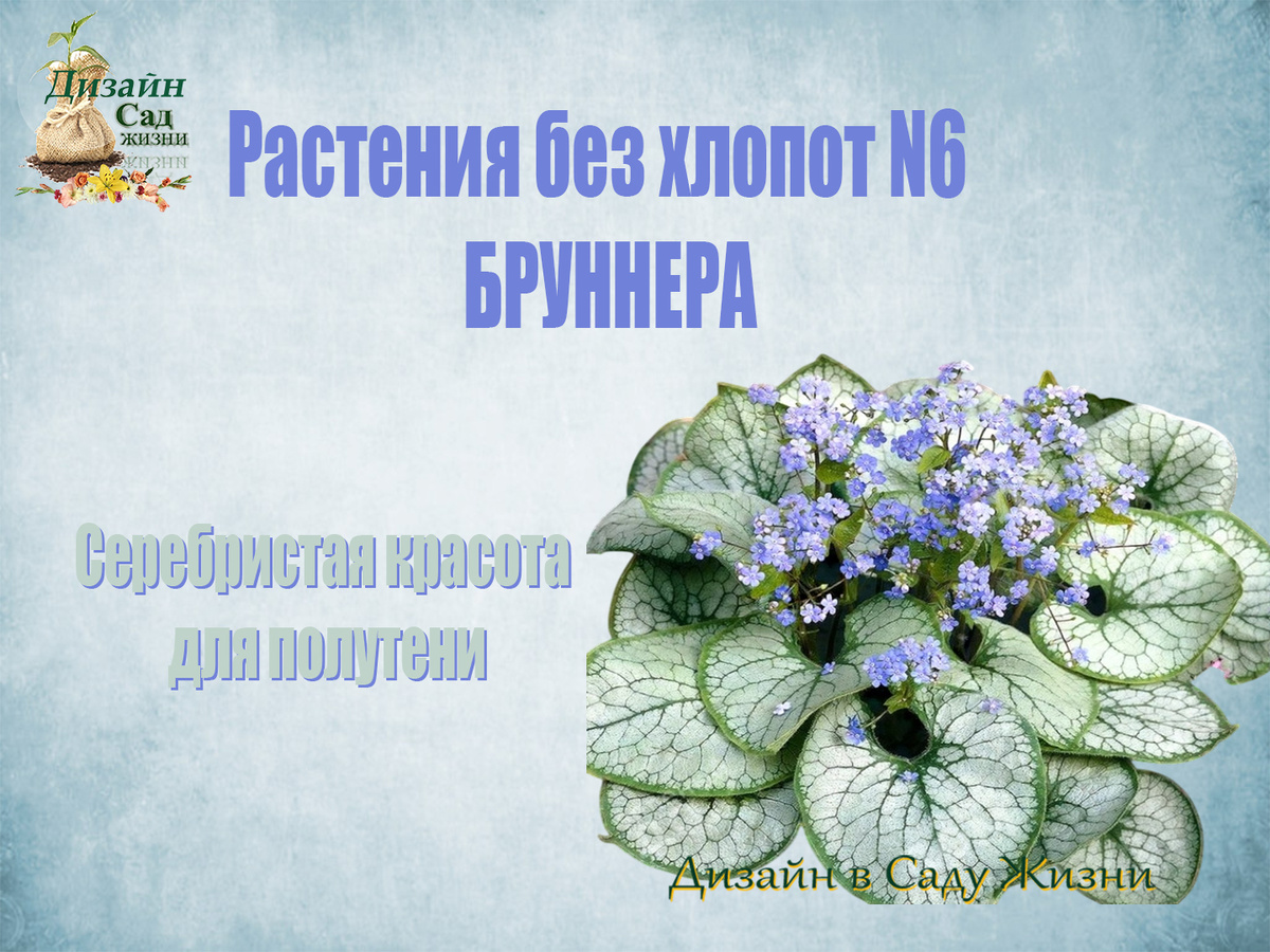 Растения без хлопот — БРУННЕРА